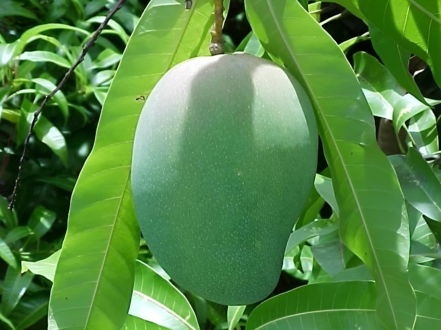 Gobinda Bhog Mango Grafted Plant