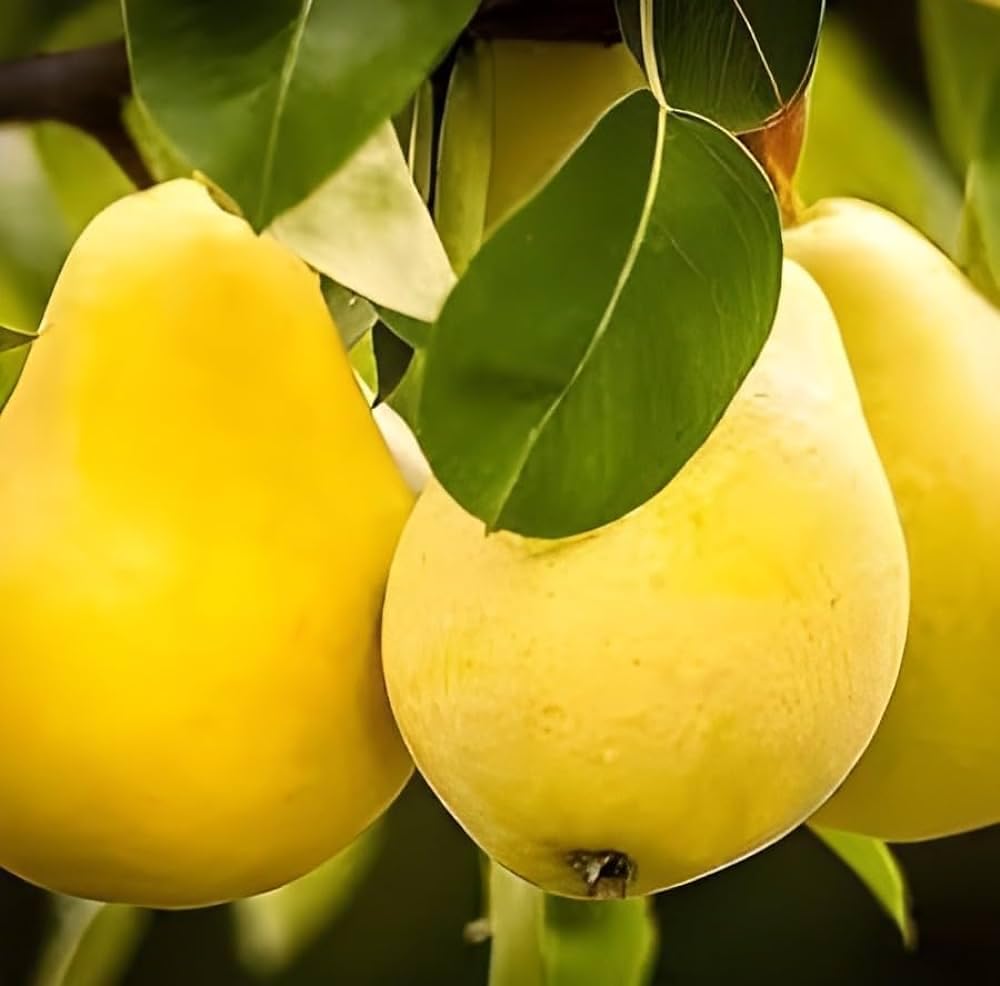 Long Nashpati (Pear) Grafted