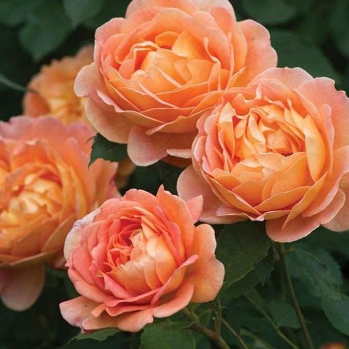 Climbing Rose Pink Shade