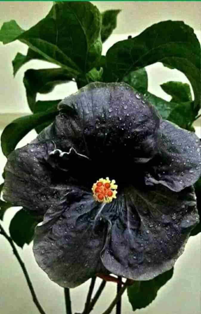 Australian Black Hibiscus Live Flower Plant | Rare Multi-Color Rose Mallow Hybrid