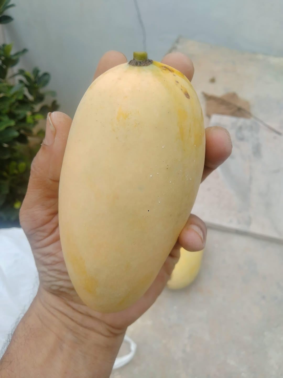 PlantExotic Original Variety Thailand All Time/ Baramasi Mango Grafted Live Plant