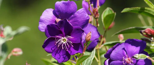 Climbing Rose (Dark Purple)