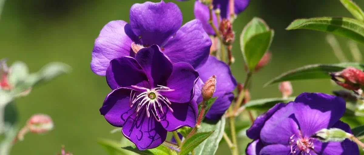Climbing Rose Velvety Purple