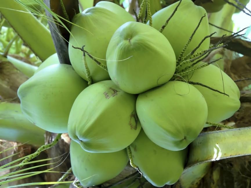 Dwarf Green Yellow Hybrid Coconut Plant