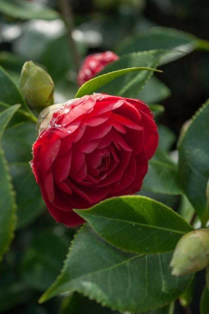 Red Camellia Japonica Live Plant