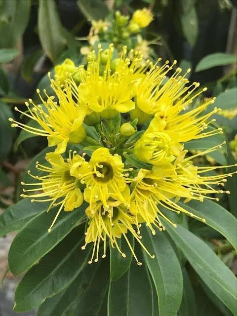 First Love Yellow (Xanthostemon) Flower Plant
