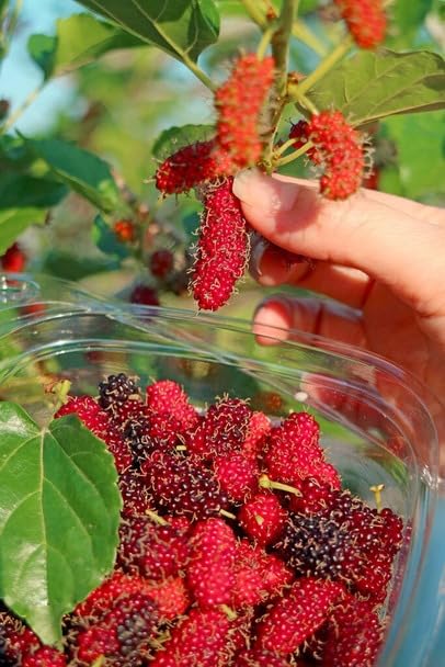 Black Mulberry (Shahtoot) Fruit Plant