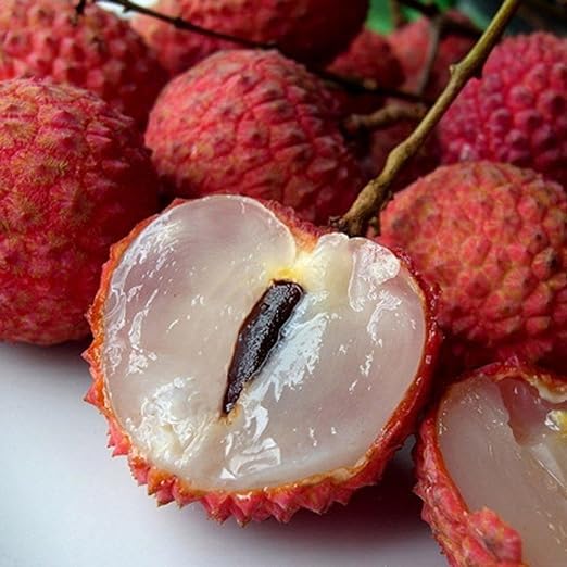 All Time Litchi China-3 Air Layered Plant | Live Lychee Fruit Plant for Home Garden, Terrace & Outdoor Farming | Fast Growing Premium Fruit Plant