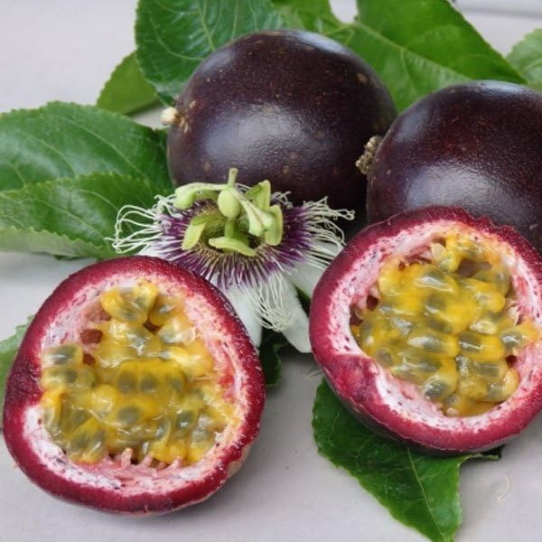 Purple Passion Fruit Vine