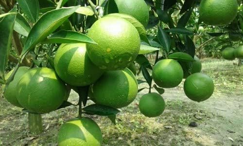 Kumquat Orange + Malta Combo (Pack of 2)