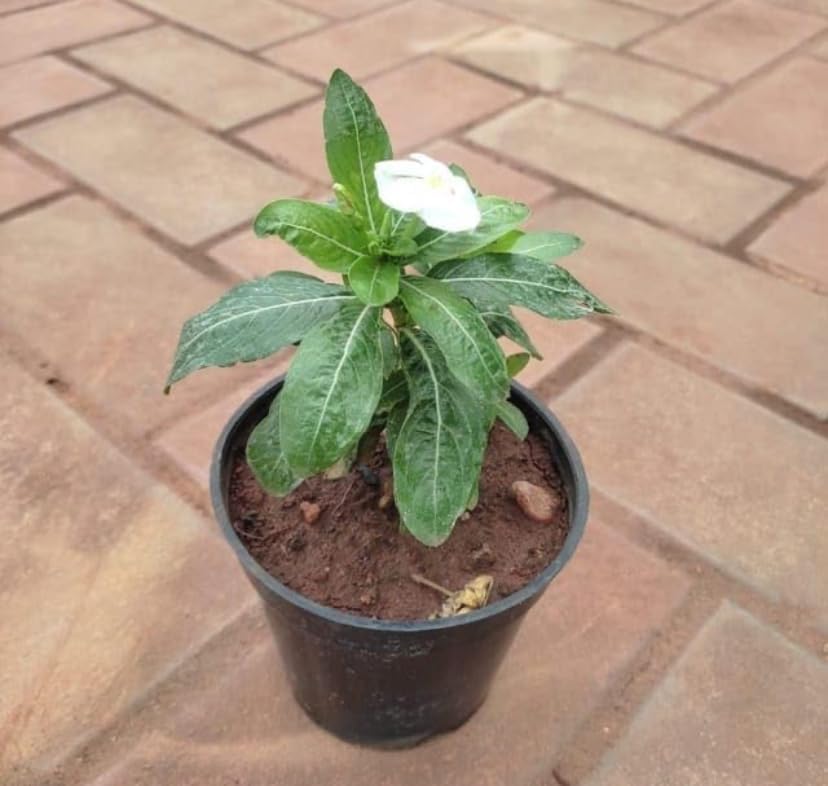 PlantExotic White Red Vinca Live plant Seedless Flower Plants|All Season Periwinkle growing Best for Home, Office & Garden.