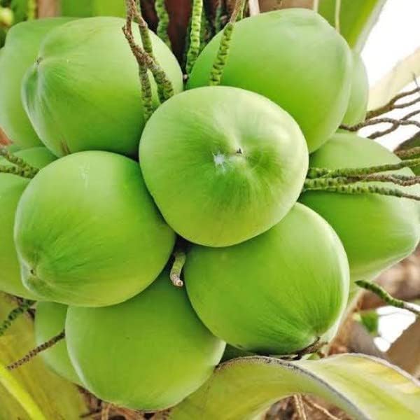 Dwarf Green Yellow Hybrid Coconut Plant
