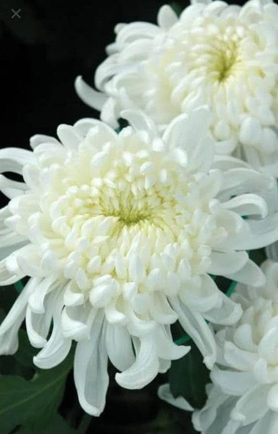 PlantExotic Snowball Chrysanthemum White Live Plant