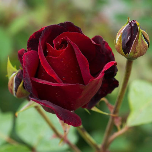Climbing Rose Maroon Live Plant
