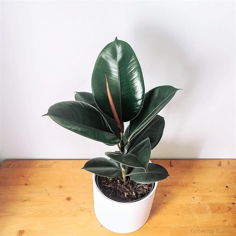 Areca Palm + Rubber Plant Combo (Pack of 2)