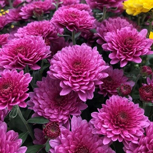 Snowball Chrysanthemum Purple (Hybrid)