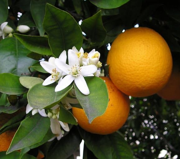 PlantExotic Sweet & Healthy Seedless Thai Malta/Mosambi Sweet Lemon (Hybrid & GRAFTED) Live Plant