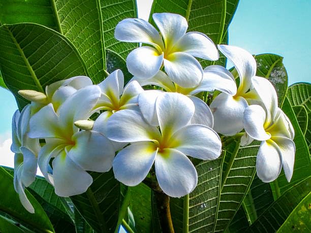 PlantExotic White Plumeria (Champa) Live Plant