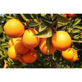 Bari 1 Malta Mosambi Special Grafted Plant