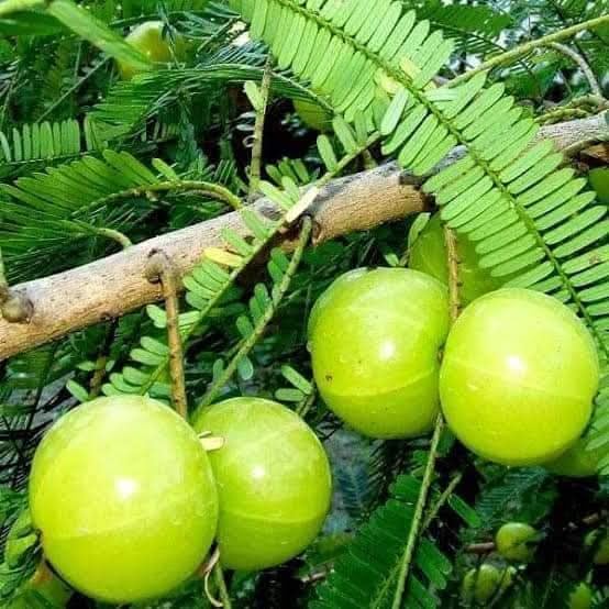 Amla (Gooseberry) Hybrid Clone Live Plant | Early Fruiting Amalaki Tree