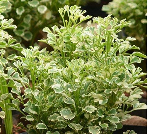 PlantExotic Variegated Aralia Miniature Indoor Live Plant