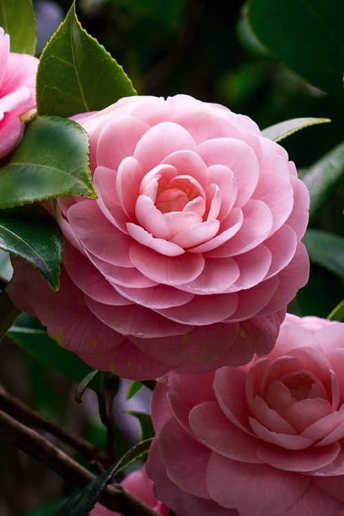Camellia Pink Perfection Hybrid