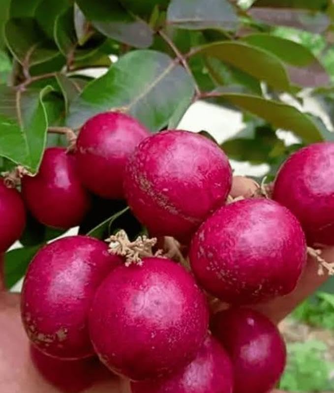 PlantExotic Sweet & Rare Thai Red Ruby Longan Grafted Live Plant