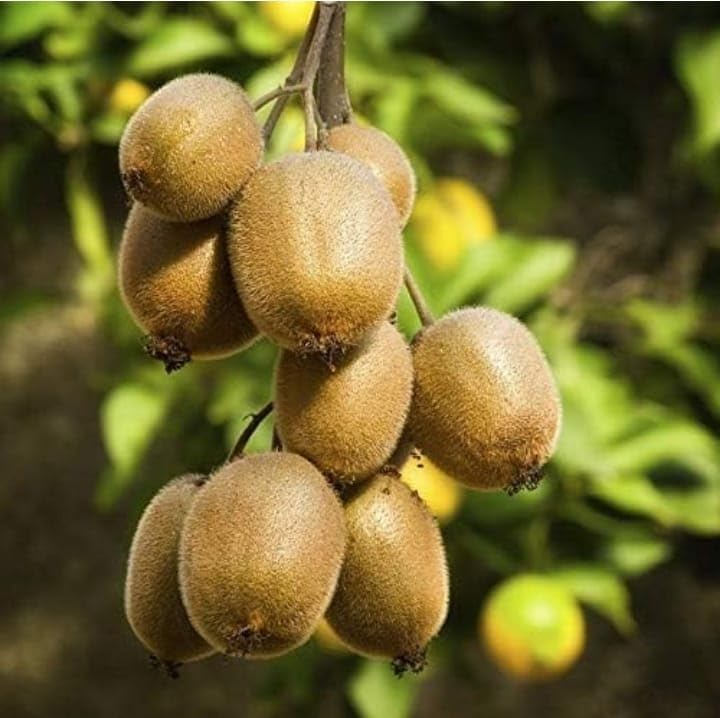Grey Kiwi Grafted Plant