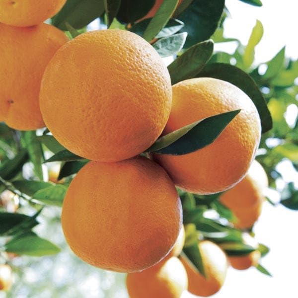 PlantExotic Sweet & Healthy Seedless Thai Malta/Mosambi Sweet Lemon (Hybrid & GRAFTED) Live Plant