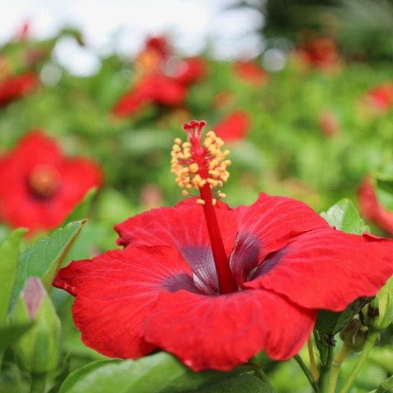 Hibiscus Red Single Petal