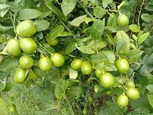 Thai Lemon (Guti Kolom/Air Layered)Live Plant