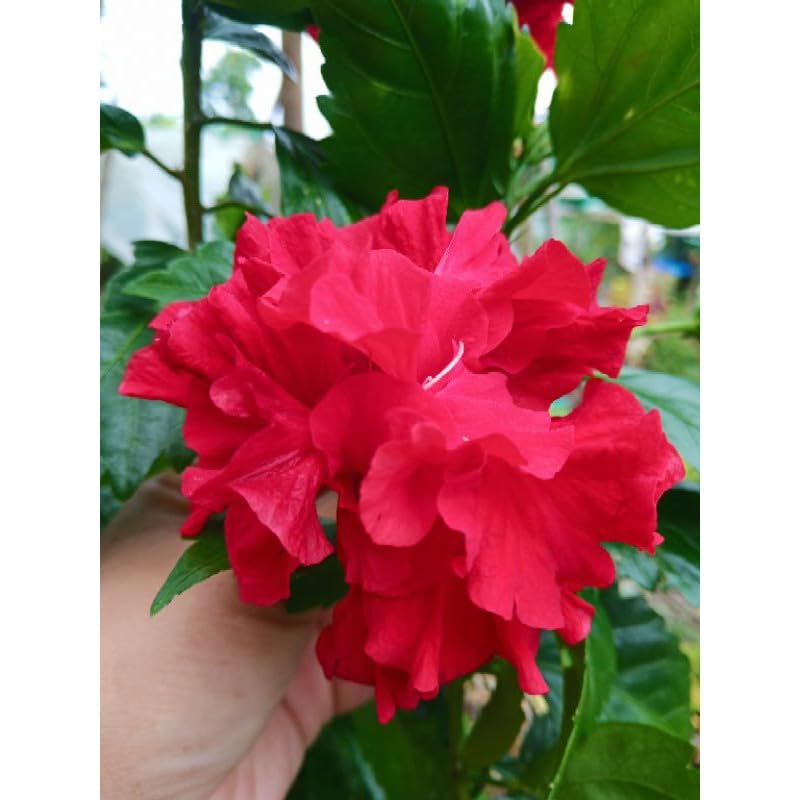 Hibiscus Red Double Petal