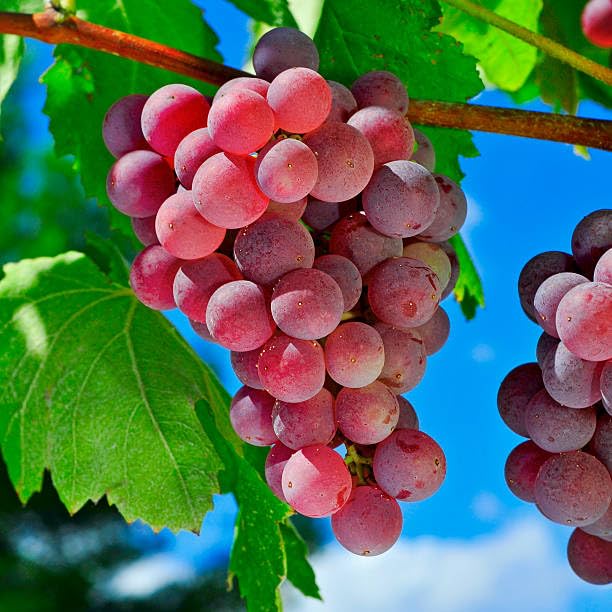 Red Round Seedless Grape Live Plant