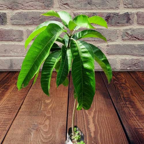 Brunei King Mango (4KG) Grafted Plant