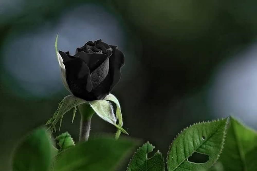 Climbing Rose Black Purple Live Plant