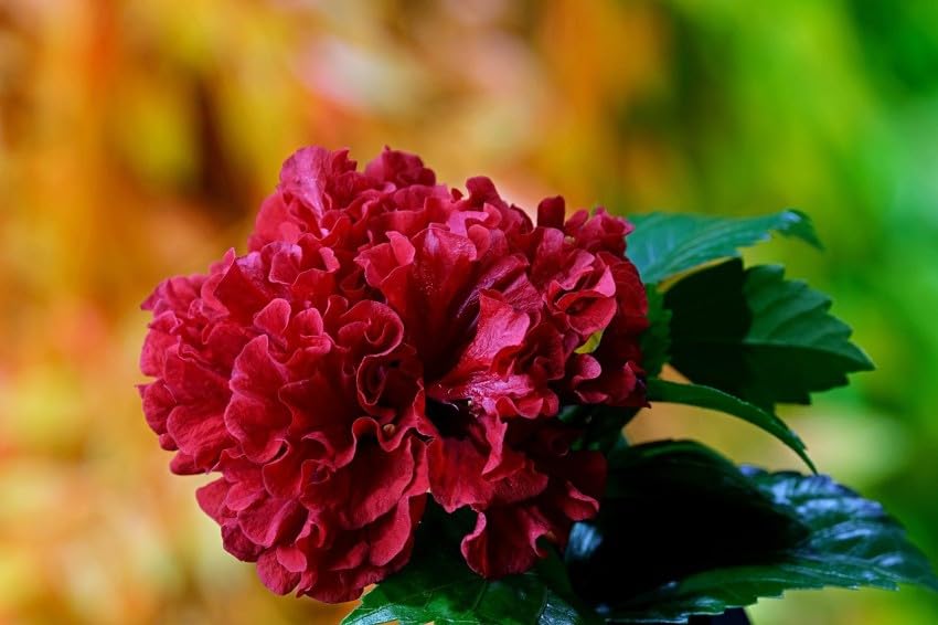 Hibiscus Red Double Petal