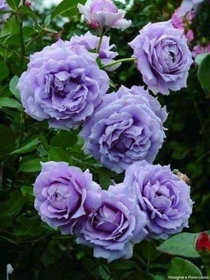Climbing Rose Velvety Purple