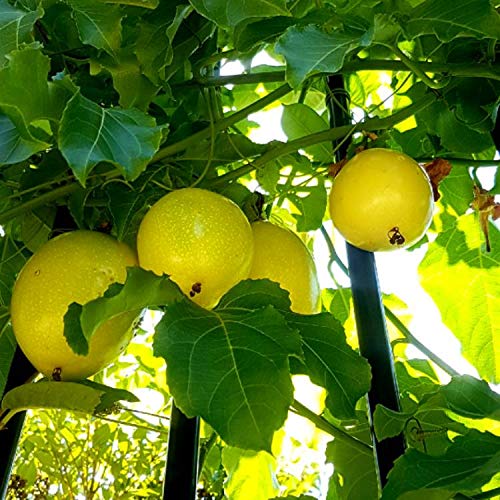 Yellow Passion Fruit Vine Live Plant