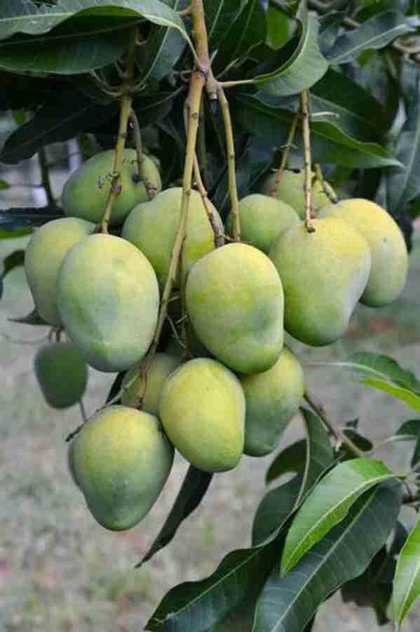 Khirsapati Mango Grafted Live Plant