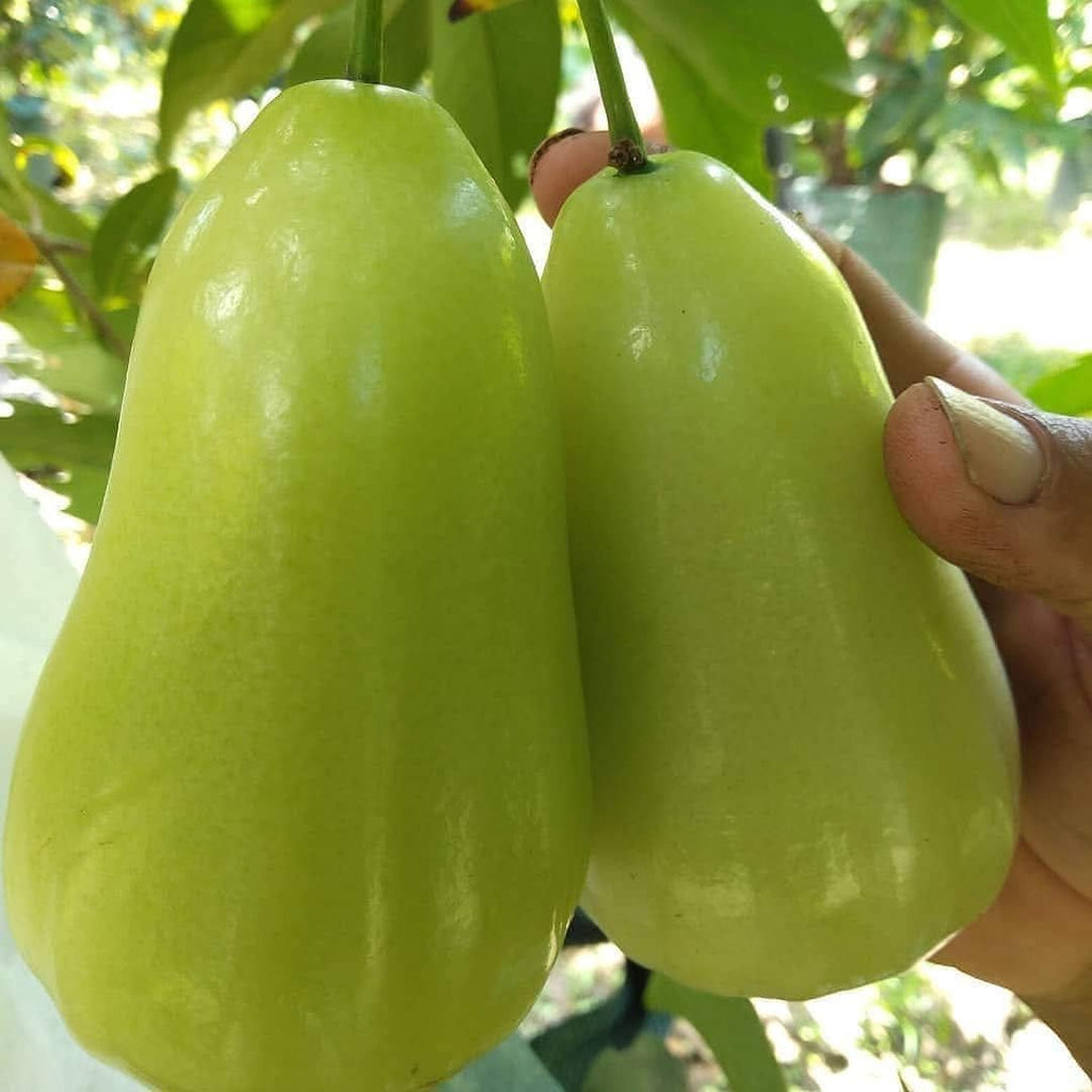 Green Java Apple Plant(Jamrul)