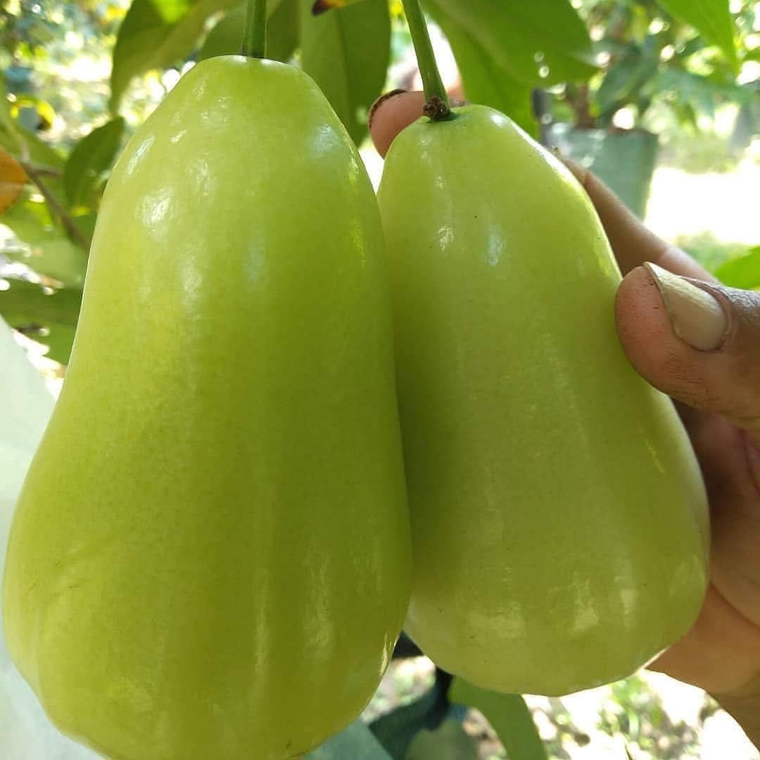 Green Java Apple Plant(Jamrul)