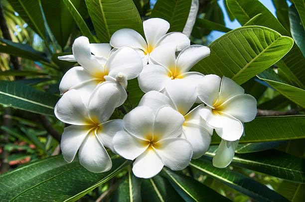 PlantExotic White Plumeria (Champa) Live Plant