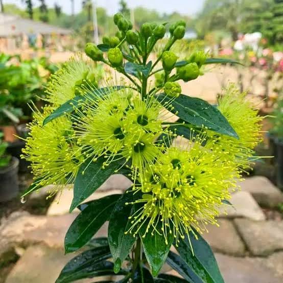 First Love Yellow (Xanthostemon) Flower Plant