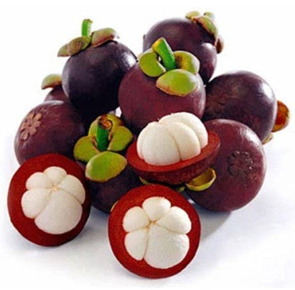 Mangosteen Live Plant (Purple Tropical Fruit)
