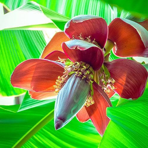 Kerala Red Banana Plant