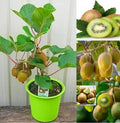 Grey Kiwi Grafted Plant