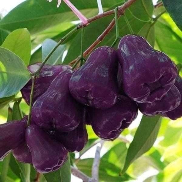 Purple Java Apple (Grafted)