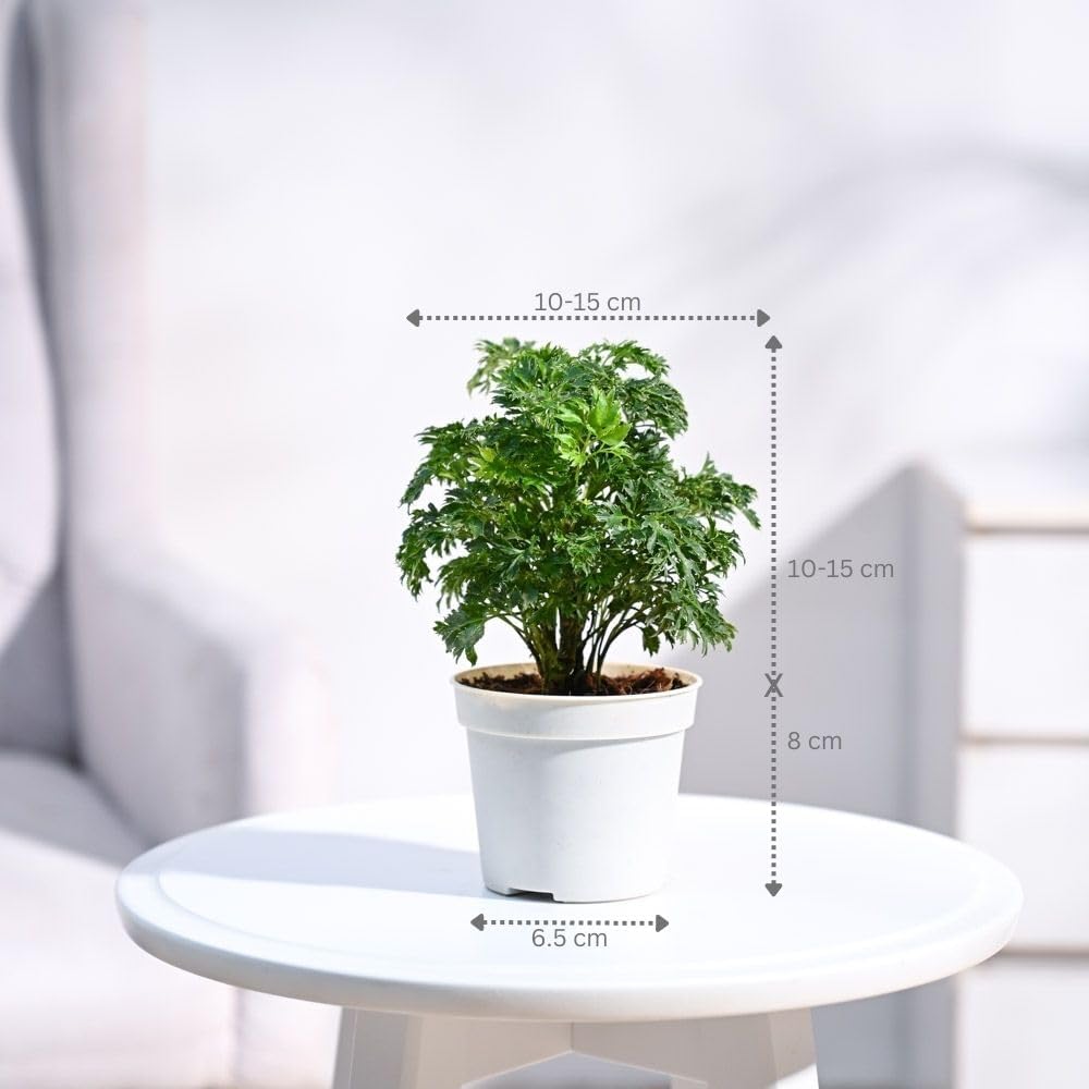 Aralia Indoor Decorative Plant