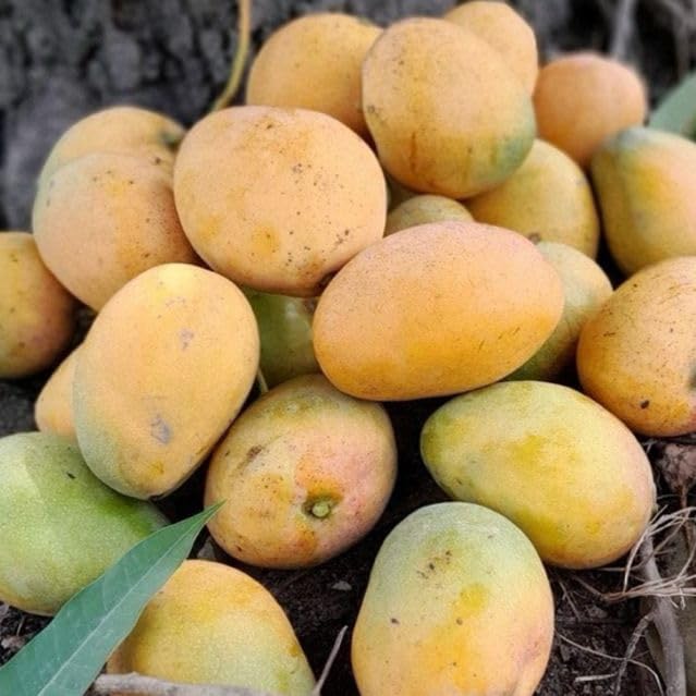 Hybrid All Time Mango Plant (All Weather)