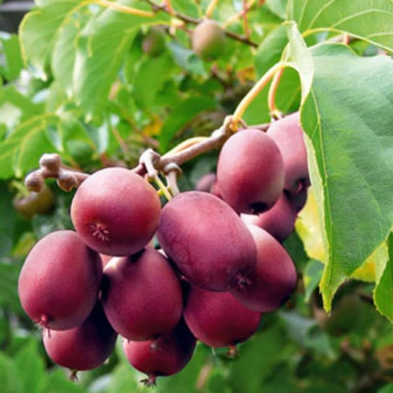 Red Kiwi Fruit Live Plant